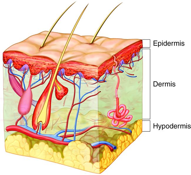 A Scientific Approach to Beauty: Rethinking Skincare